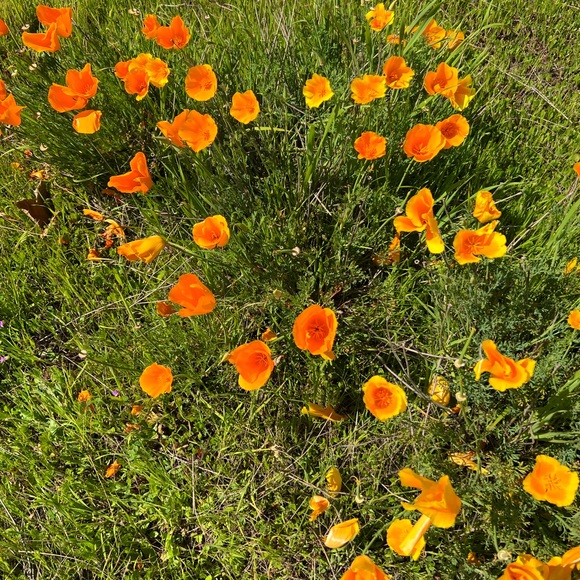 Meet your Posher, Samantha - Picture 1 of 1